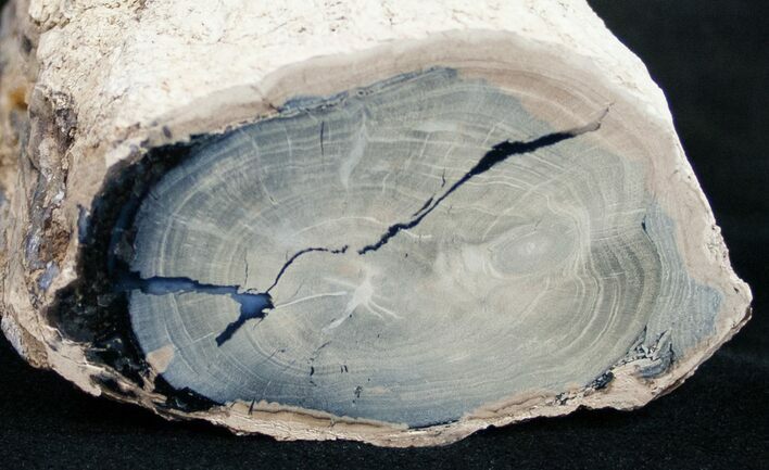 Polished Blue Forest Petrified Wood Limb ( oz) #9490